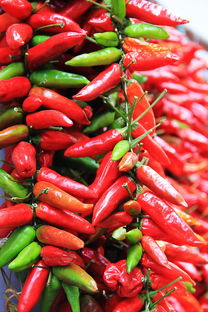 辣椒,尖锐,红色,香料,豆荚,食品,辣椒作物,丰富多彩,生物,辣,清晰度,绿色